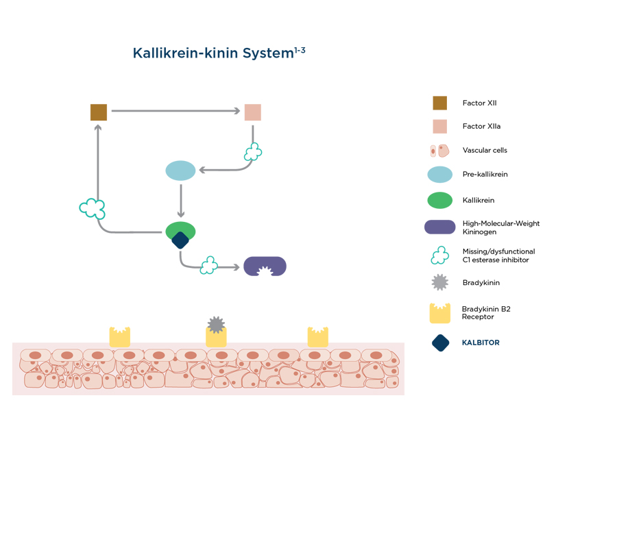 Kallikrein-kinin System diagram