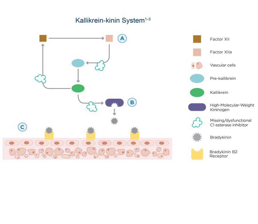 Kallikrein-kinin System diagram
